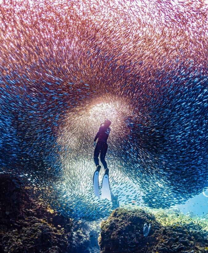 Bohol: Guided Sardine Reef Snorkeling Experience - The guide makes the difference