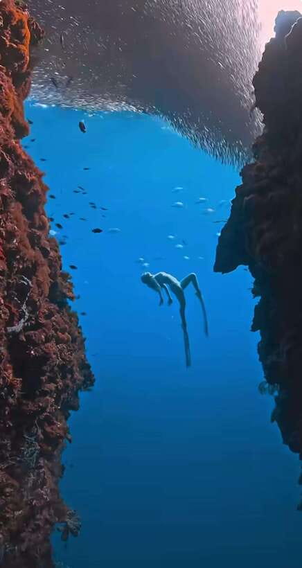 Bohol: Guided Sardine Reef Snorkeling Experience - The four-hour plan, from hotel pickup to reef time
