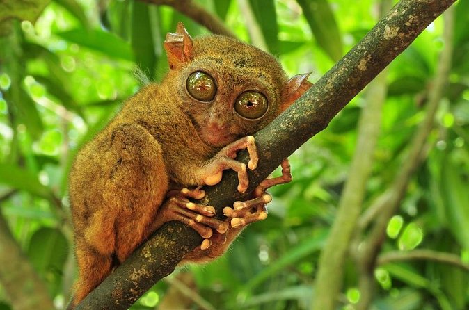 Bohol Highlights Tour: Chocolate Hills, Tarsier Spotting and Loboc River Cruise - Tarsiers at the conservation area
