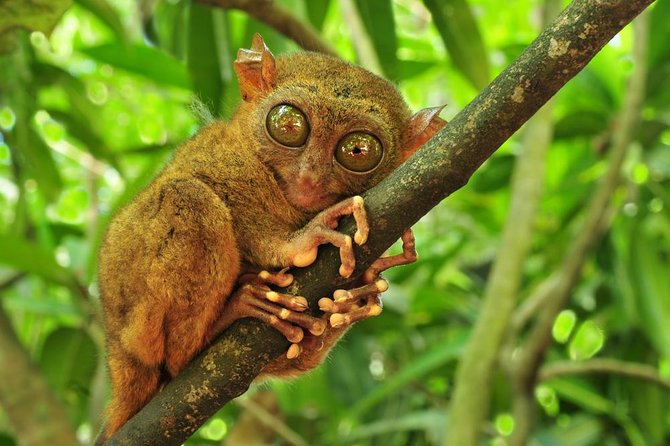 Bohol Highlights Tour: Chocolate Hills, Tarsier Spotting and Loboc River Cruise - Through Bilar’s mahogany forest and rural Bohol