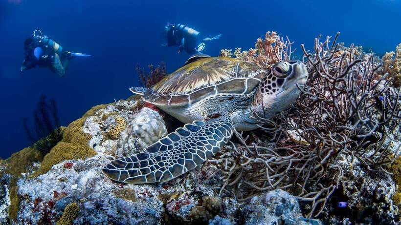 Bohol: Pamilacan Island Dolphin/Turtle Watching Tour & Lunch - Should You Book the Pamilacan Island Tour?