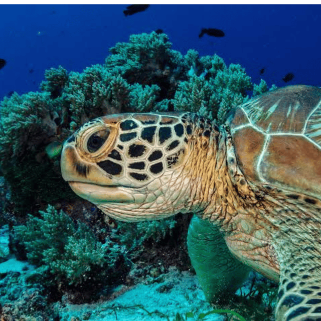 Bohol: Panglao Island Hopping Tour with Snorkeling (Private) - Should you book this Balicasag tour?