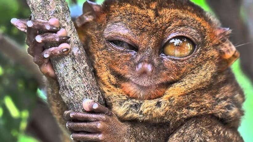 Bohol: Premium Chocolate Hills, Tarsiers & River Experience - Key points to know before booking