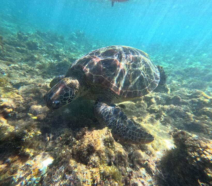 Bohol PREMIUM PAMILACAN Island Tour - Why Pamilacan Island makes a good day trip from Bohol