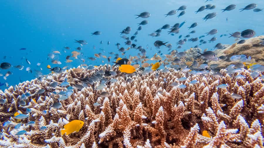 Bohol: Private Balicasag Tour with extra snorkeling time - Key points before you book