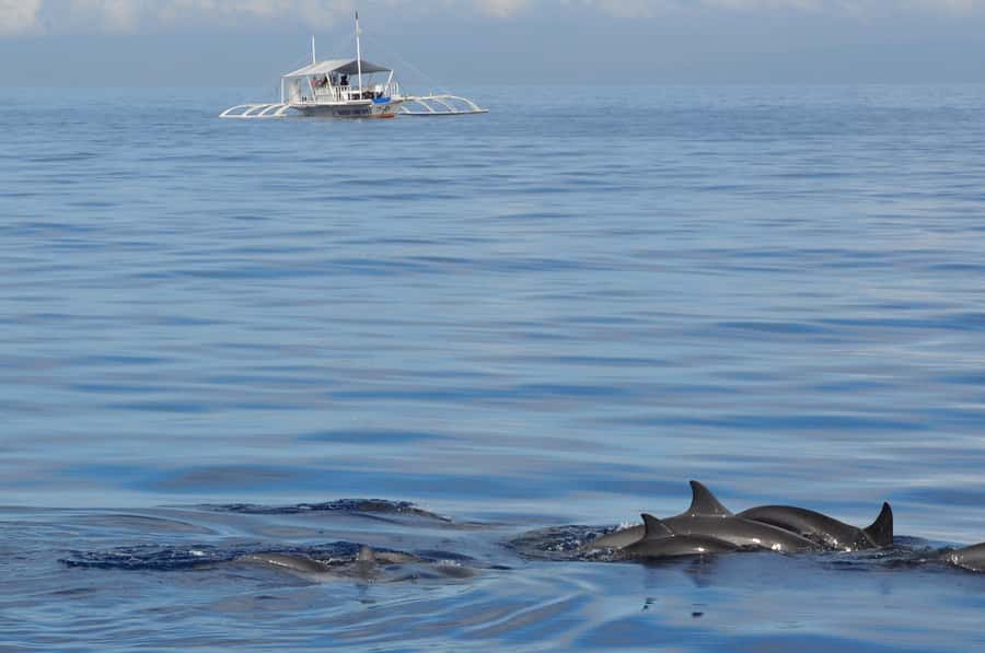 Bohol: Private Balicasag Tour with extra snorkeling time - Why the early morning matters in Panglao