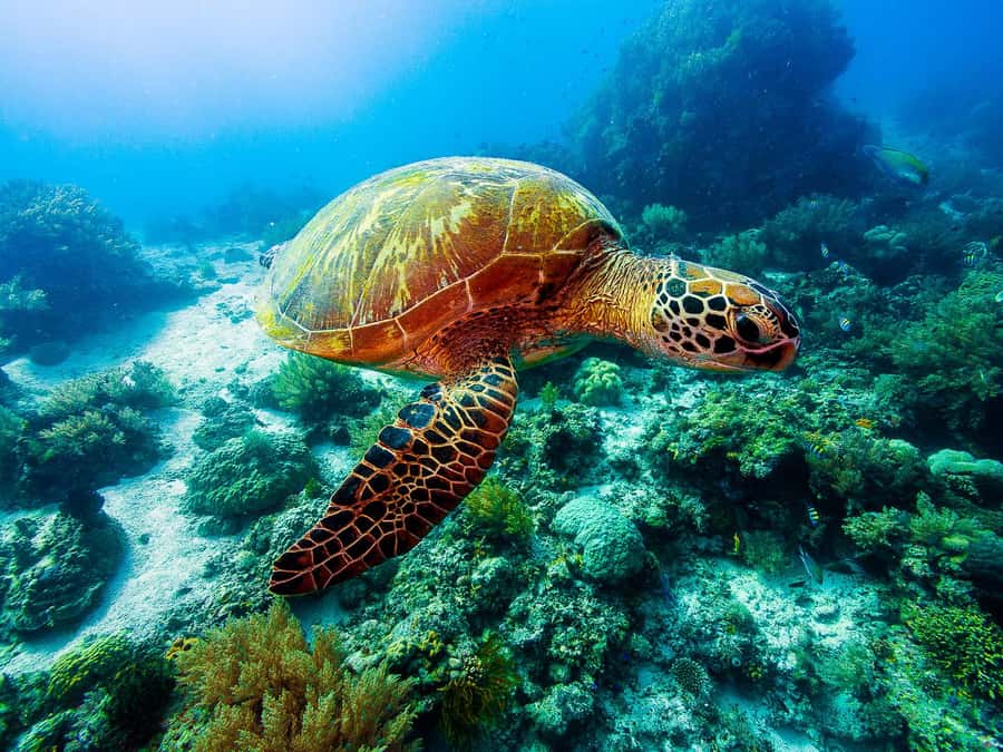 Bohol: Private Balicasag Tour with extra snorkeling time - Virgin Island is closed for now