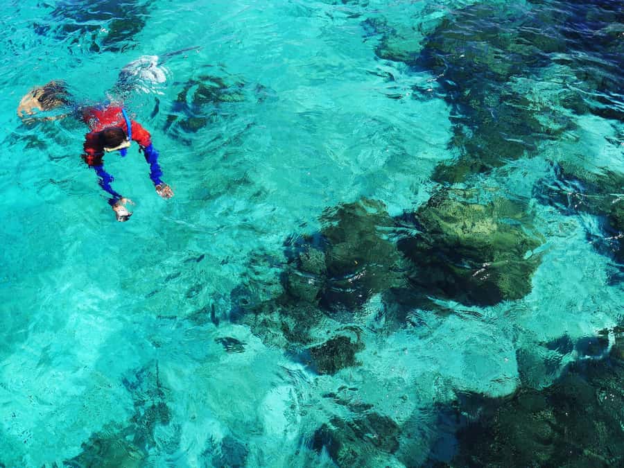 Bohol: Private Balicasag Tour with extra snorkeling time - The turtle encounter and marine life