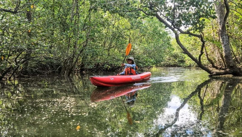 Bohol: SUSTAINABLE Mangrove Tunnels & Firefly Kayaking trail - A 15-minute safety briefing for first-time paddlers
