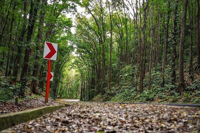 BOHOL Tour 2026 - Chocolate Hills, Tarsier and River Cruise Lunch - Chocolate Hills and the 200-plus-step climb