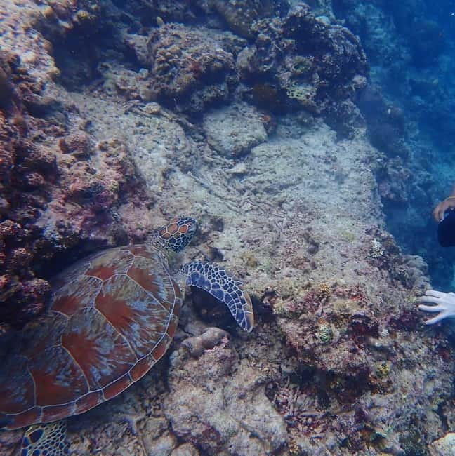 Cebu: 2-Day Private Tour Moalboal and Oslob - Key Things To Know Before Booking