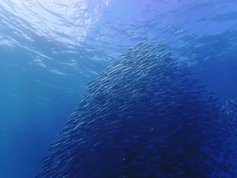 Cebu: 2-Day Private Tour Moalboal and Oslob - Why This Private Southern Cebu Route Works