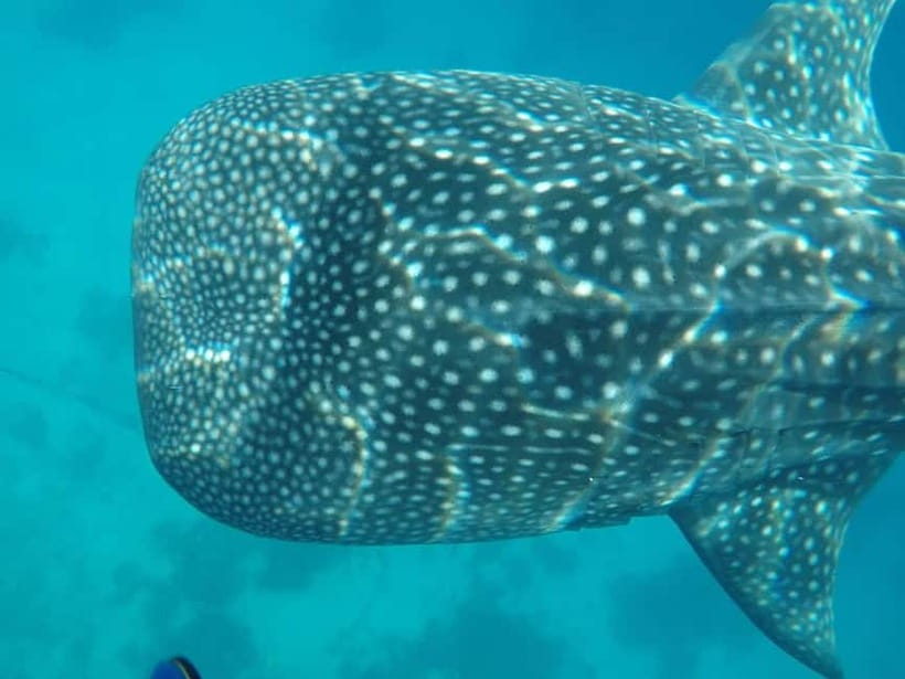 Cebu: 2-Day Private Tour Moalboal and Oslob - Moalboal Sardines and Turtles