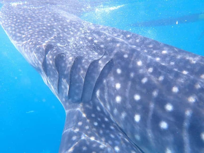 Cebu: 2-Day Private Tour Moalboal and Oslob - The Driver Can Make or Break the Day