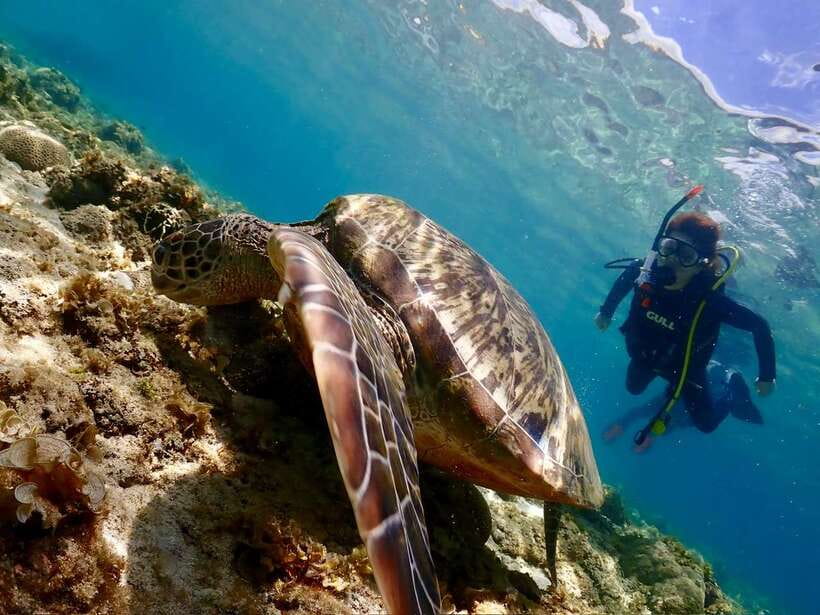 Cebu: Beach Scuba Diving Experience - The 45-minute underwater session