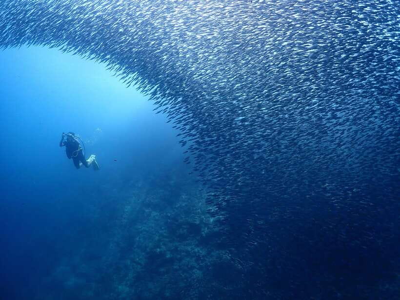 Cebu: Beach Scuba Diving Experience - GoPro photos and videos are more than a small extra