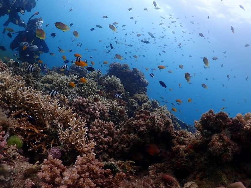 Cebu: Beach Scuba Diving Experience - Is $47 a fair price?