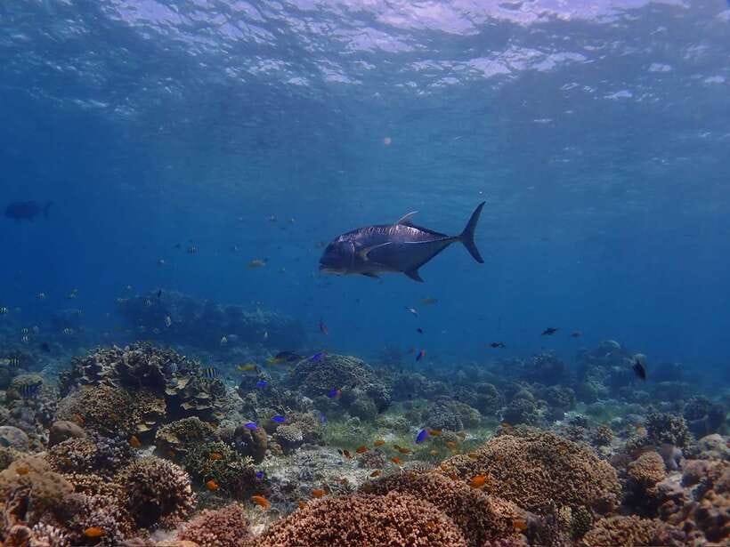 Cebu: Boat Diving Two Dive Tour in Olango Island - Is $92 a fair price?