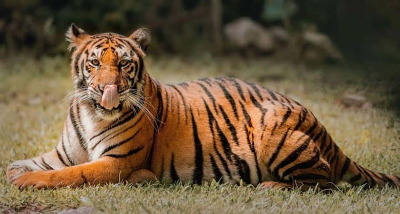 Cebu:Cebu Safari Adventure Park Day Trip - Key Points Before You Book
