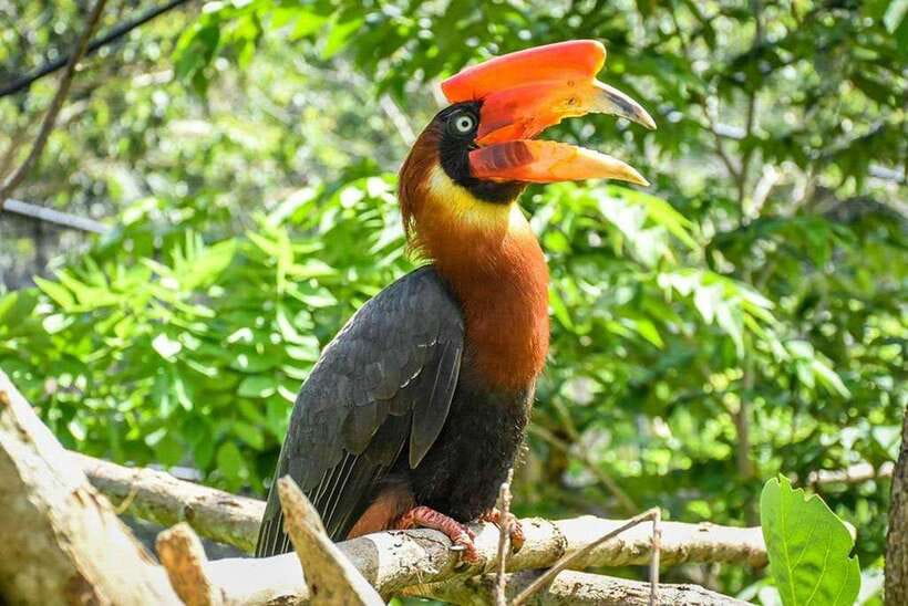Cebu:Cebu Safari Adventure Park Day Trip - FAQ