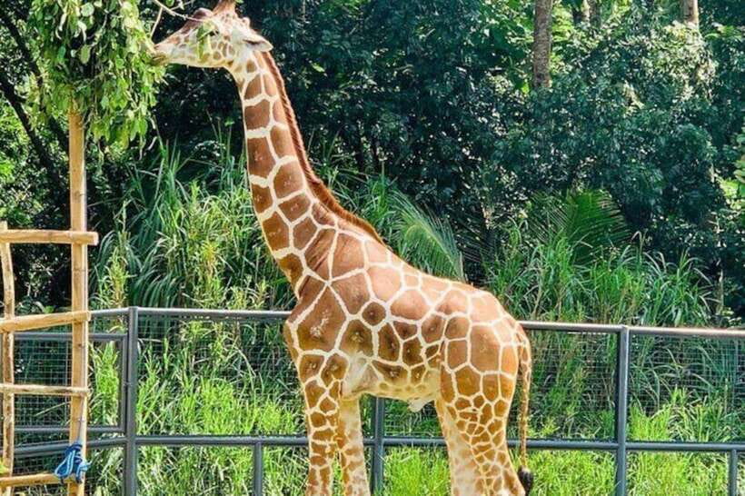 Cebu:Cebu Safari Adventure Park Day Trip - Reaching Cebu Safari Adventure Park From Your Hotel