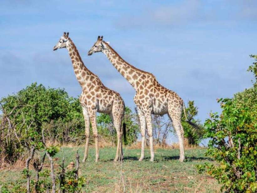 Cebu:Cebu Safari Adventure Park Day Trip - Animal Shows, Encounters, and Feeding Sessions