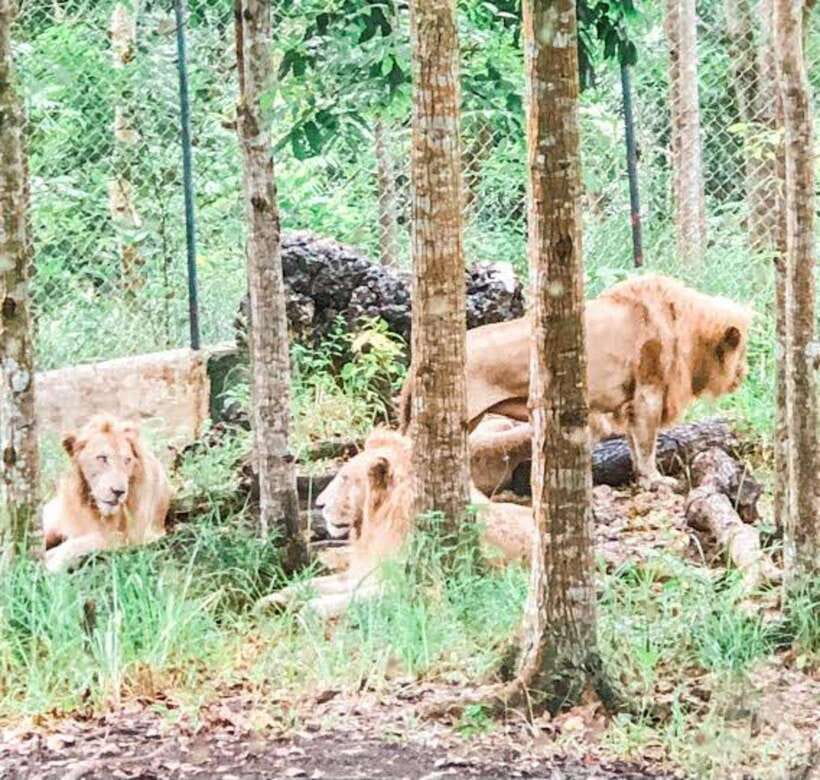 Cebu:Cebu Safari Adventure Park Day Trip - Food, Cafes, and Souvenirs at the Park