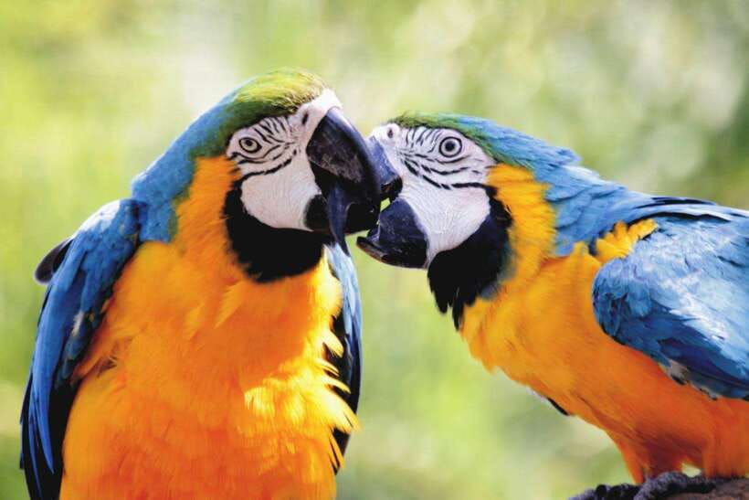 Cebu:Cebu Safari Adventure Park Day Trip - Who Will Enjoy This Cebu Day Trip?