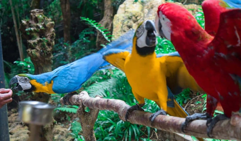 Cebu:Cebu Safari Adventure Park Day Trip - Six Hours Inside the Safari Park