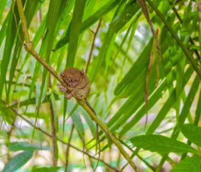 Bohol Countryside Tour with Loboc Cruise Lunch