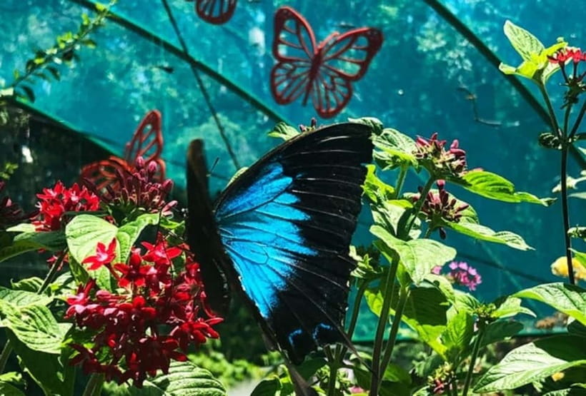 Cebu City: Bohol Countryside Tour with River Cruise Lunch - Butterfly Farm, colorful but not essential for everyone