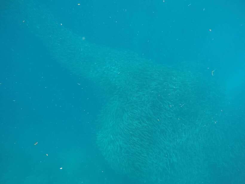 Cebu: Kawasan Canyoneering & Sardines Run and Turtle Chase - Two Cebu icons in one demanding day