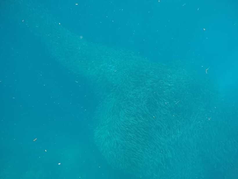 Cebu: Kawasan Canyoneering & Sardines Run and Turtle Chase - Entering the Kawasan canyon