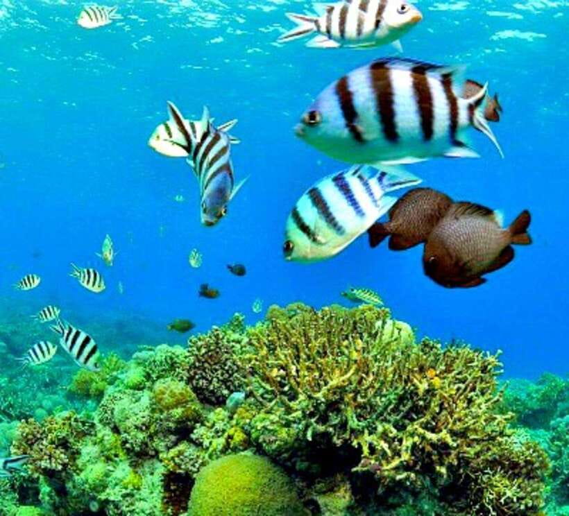 Cebu: Mactan Island Hopping Boat Tour with Lunch - Gilutungan Marine Sanctuary and the best fish viewing