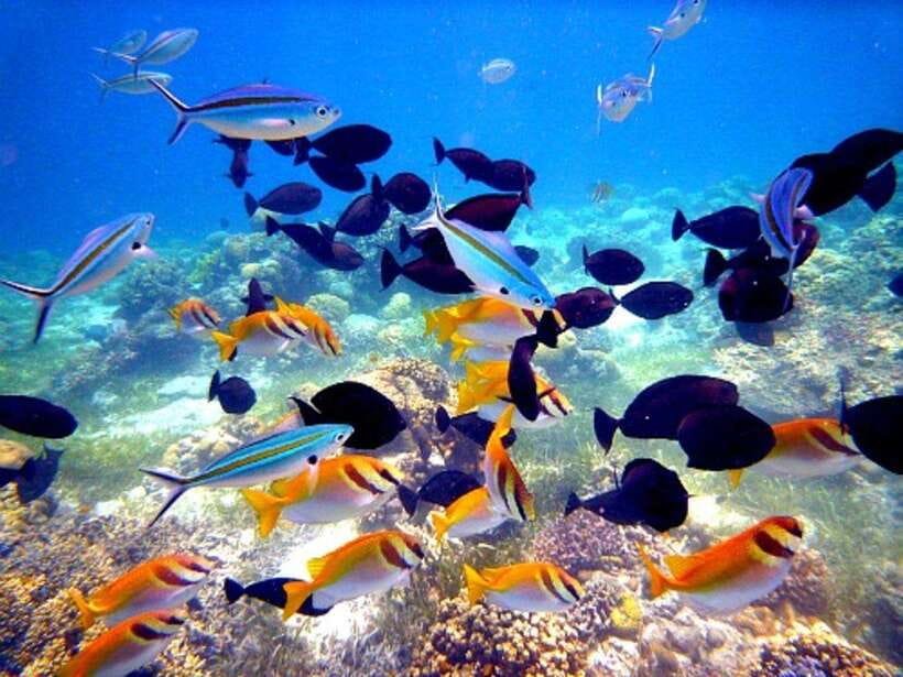 Cebu: Mactan Island Hopping Boat Tour with Lunch - What the $125 price really covers