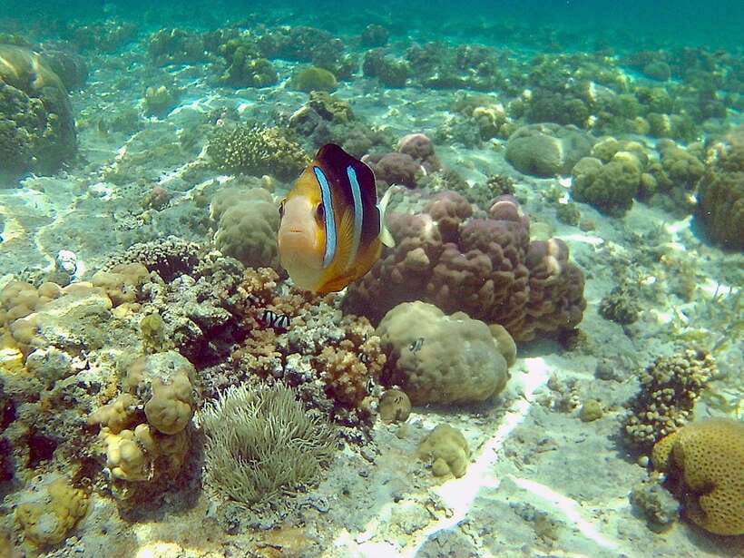 Cebu: Mactan Island Hopping Boat Tour with Lunch - Caohagan Island for sand, water, and a slower start