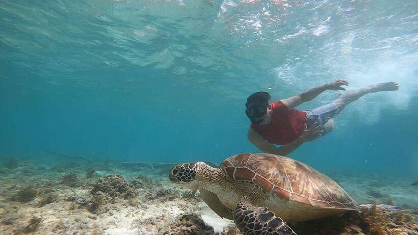 Cebu: Moalboal Island Hopping and Mantayupan Falls Day Trip - Who should book this experience?