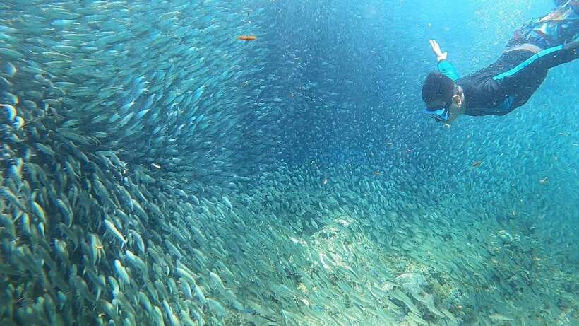Cebu: Moalboal Island Hopping & Kawasan Falls Adventure - Why this Cebu day trip works