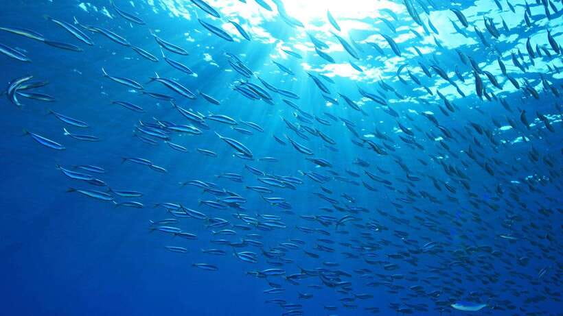Cebu: Moalboal Sardines and Turtles Snorkeling Tour - Key points to know before booking