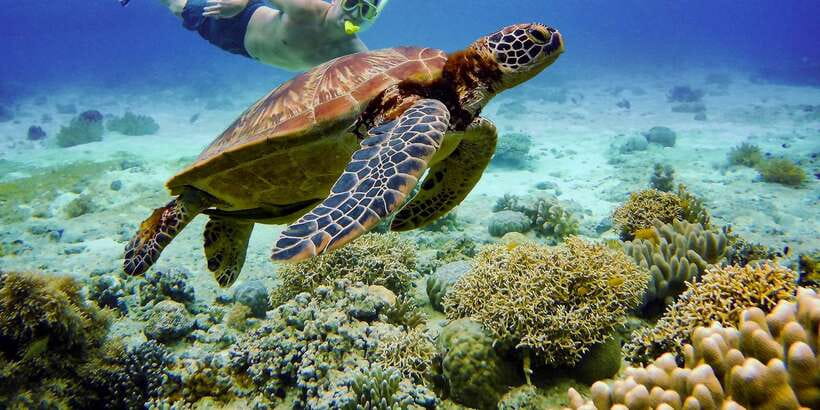Cebu: Moalboal Sardines and Turtles Snorkeling Tour - Pescador Island and the first two hours in the water