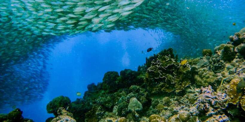 Cebu: Moalboal Sardines and Turtles Snorkeling Tour - What the guide and boat crew add to the day
