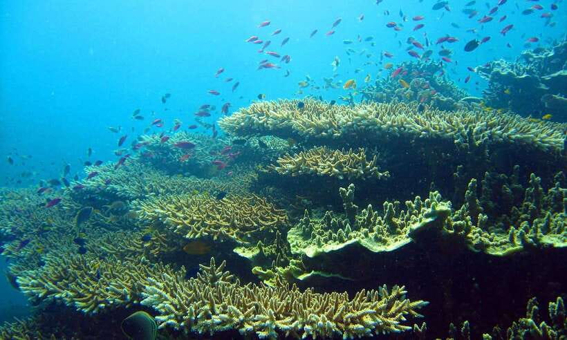 Cebu: Moalboal Sardines and Turtles Snorkeling Tour - Who will enjoy this tour most