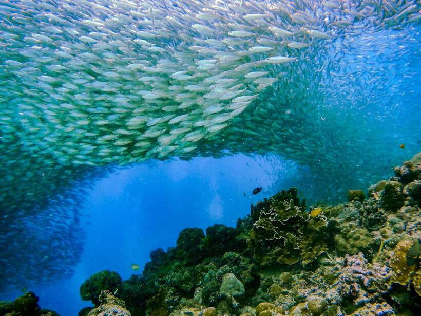 Cebu: Moalboal Sardines and Turtles Snorkeling Tour - The early pickup and long road to Moalboal