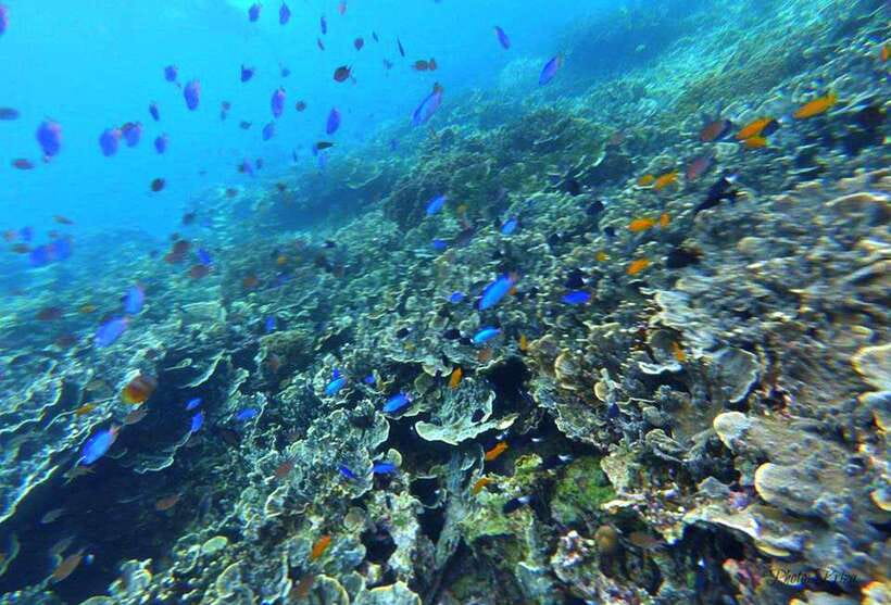 Cebu: Moalboal Sardines Run Snorkel & Kawasan Canyoneering - The jumps are fun, but they are not casual