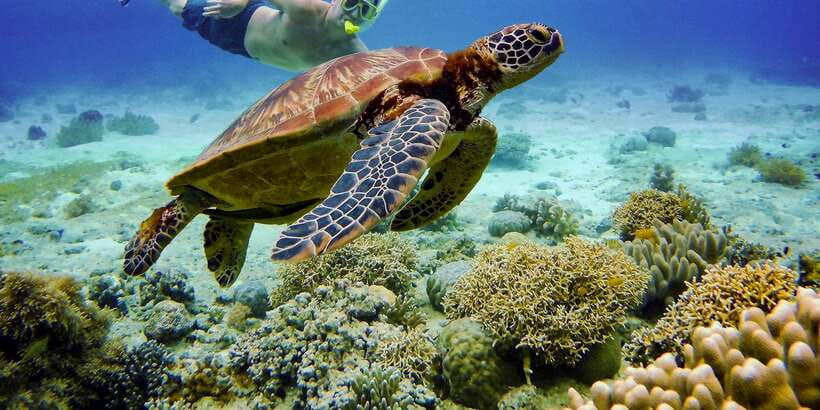 Cebu: Moalboal Sardines & Turtle Snorkeling and Canyoneering - Three hours of canyoneering toward Kawasan Falls