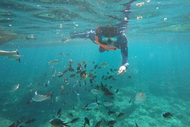 Cebu: Moalboal Sardines, Turtle Snorkeling & Kawasan Canyoneering - Why this Cebu combination works so well