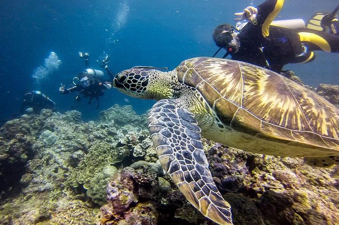 Cebu: Moalboal Sardines, Turtle Snorkeling & Kawasan Canyoneering - Kawasan canyoneering through Badian’s water routes