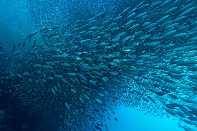 Cebu: Moalboal Sardines, Turtle Snorkeling & Kawasan Canyoneering - The 4:30 am departure and the road south