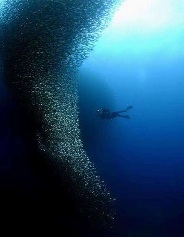 Cebu: Moalboal Scuba Diving, Sardines Run & Pescador Snorkel - Key points to know before booking
