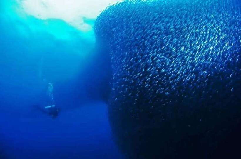 Cebu: Moalboal Scuba Diving, Sardines Run & Pescador Snorkel - Why Moalboal’s sardines are worth the trip